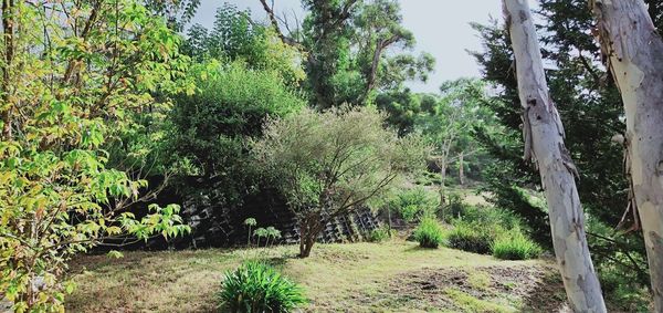 Trees in forest