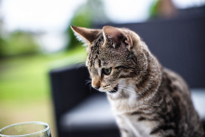 Close-up of a cat looking away