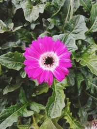 High angle view of pink flowering plant