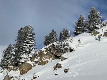 Snow covered trees against sky