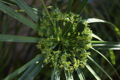 Close-up of plant