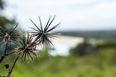 Close-up of dandelion against blurred background