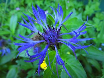 Close-up of purple flowers