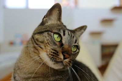 Close-up portrait of tabby cat at home
