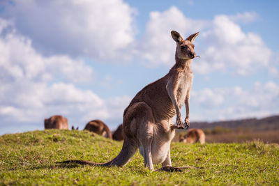 Kangaroo on a field