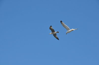 Low angle view of seagulls flying against clear blue sky