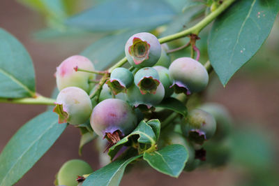 Close-up of berries growing on tree