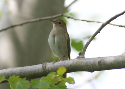 Close-up of bird perching on branch