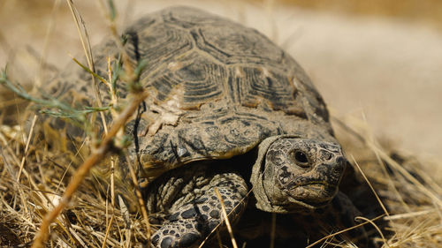 Close-up of turtle on field