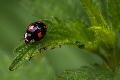 Close-up of ladybug on leaf