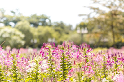 Close-up of pink flowering plants on field