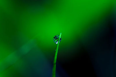 Close-up of insect on grass