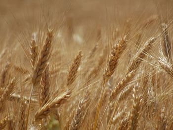 Close-up of wheat growing on field