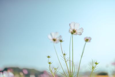 Close-up of flowering plant against clear sky