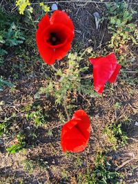 Close-up of red rose growing on field