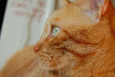 Close-up of ginger cat