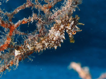 Close-up of jellyfish swimming in sea