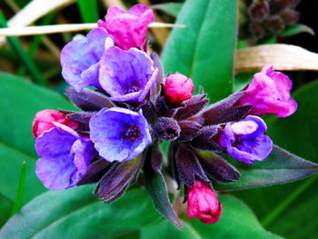 Close-up of purple flowers blooming