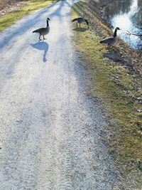 High angle view of gray heron flying over water