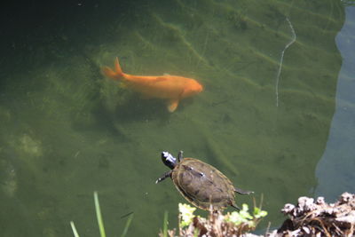 High angle view of fish swimming in lake