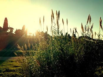 Close-up of plants growing on field against sky during sunset