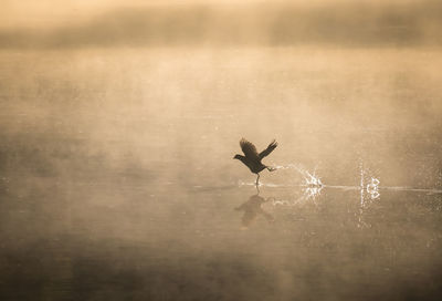 Close-up of bird flying against sky