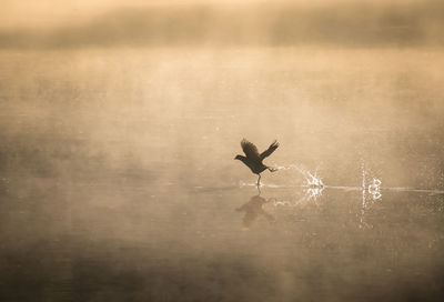 Bird is tapping on the water while flying away in the morning sunlight and mist