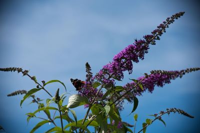 Low angle view of pink flowers blooming on tree