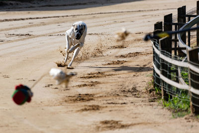 Greyhound race