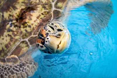 View of turtle in swimming pool