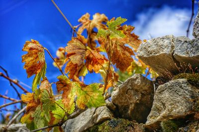 Low angle view of rocks against blue sky