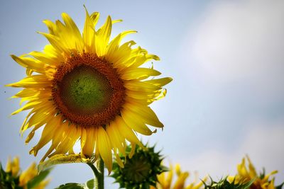 Close-up of sunflower