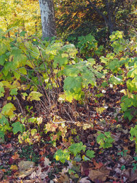 Close-up of tree growing in forest