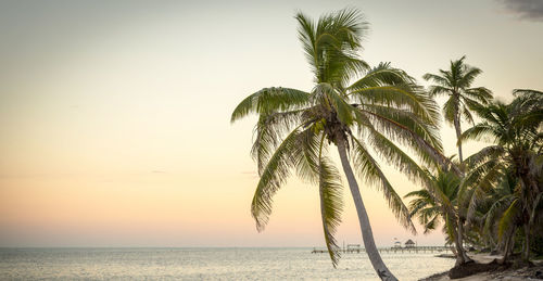 Palm tree by sea against sky at sunset