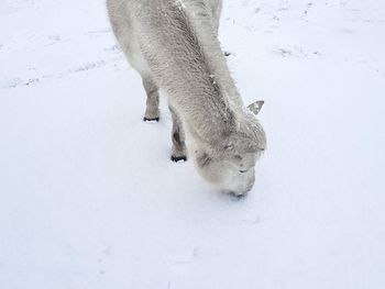 High angle view of dog on snow field