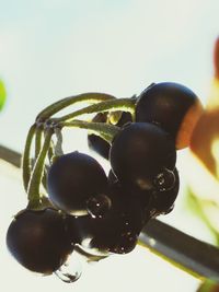Close-up of grapes growing on plant