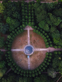 High angle view of green plants