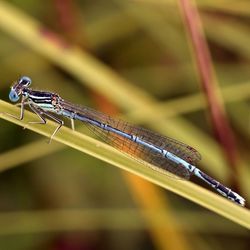 Close-up of insect on leaf