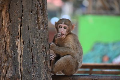 Close-up of monkey in monkey cave, chiang rai, thailand