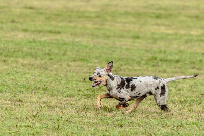 Catahoula