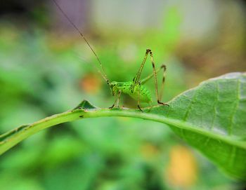 Close-up of insect on leaf