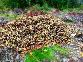 Close-up of moss growing on field