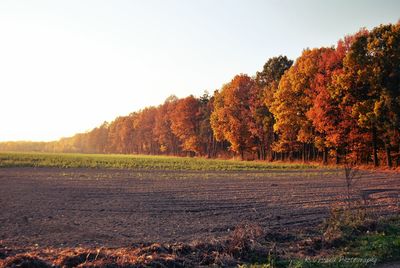 Trees on landscape against sky