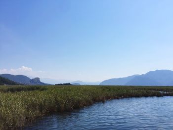 Scenic view of landscape against clear blue sky