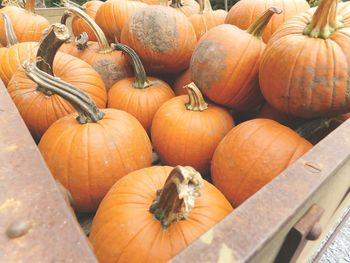 Close-up of pumpkins for sale at market