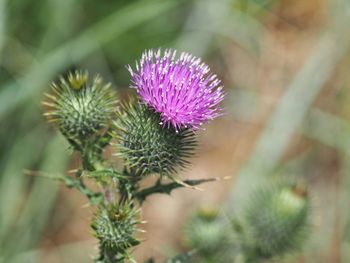 Close-up of thistle flower