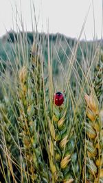 Close-up of ladybug on plant