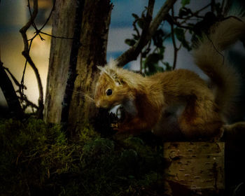 Close-up of lizard on tree trunk at night