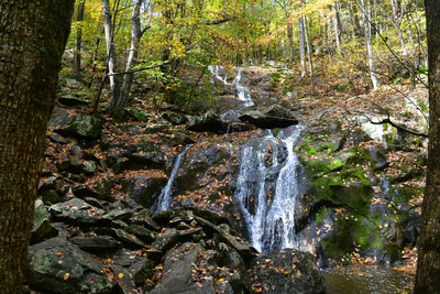 Waterfall in forest