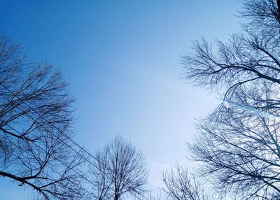 Low angle view of bare trees against clear blue sky